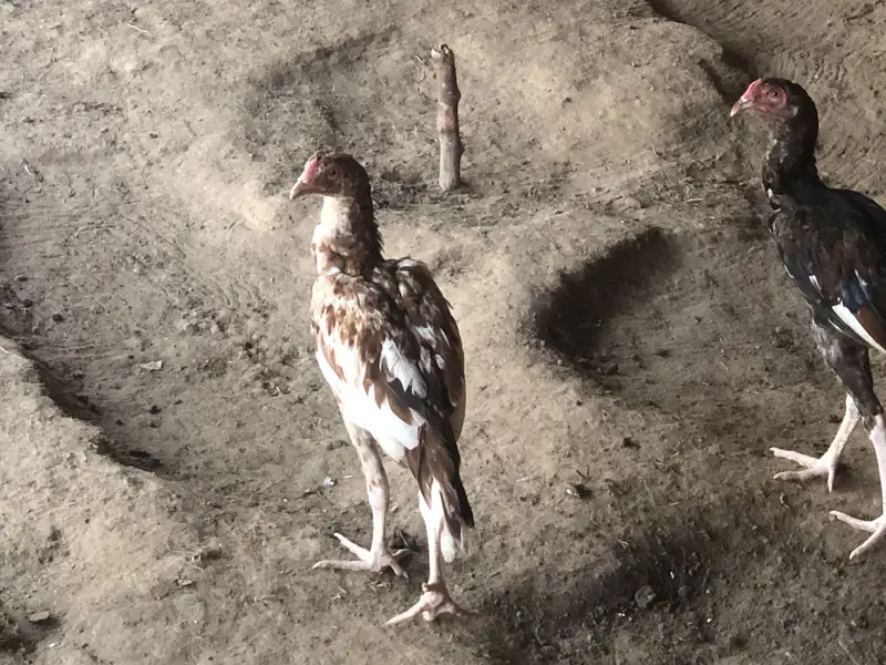 Home breed for sale exchange possible — photo 4
