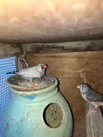 Zebra finch mutation pair