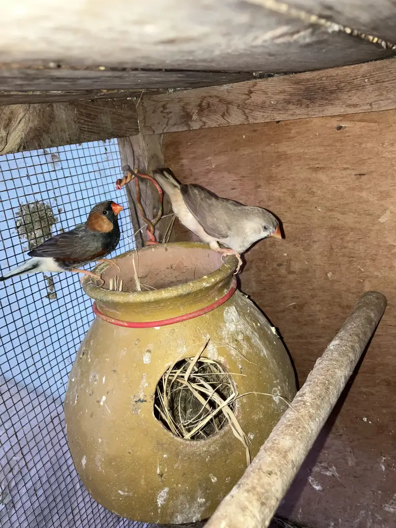 Zebra finch mutation pair — photo 2