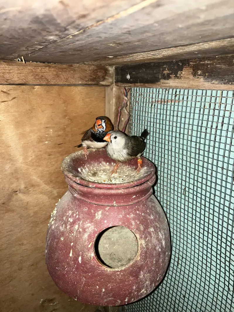 Zebra finch mutation pair — photo 3