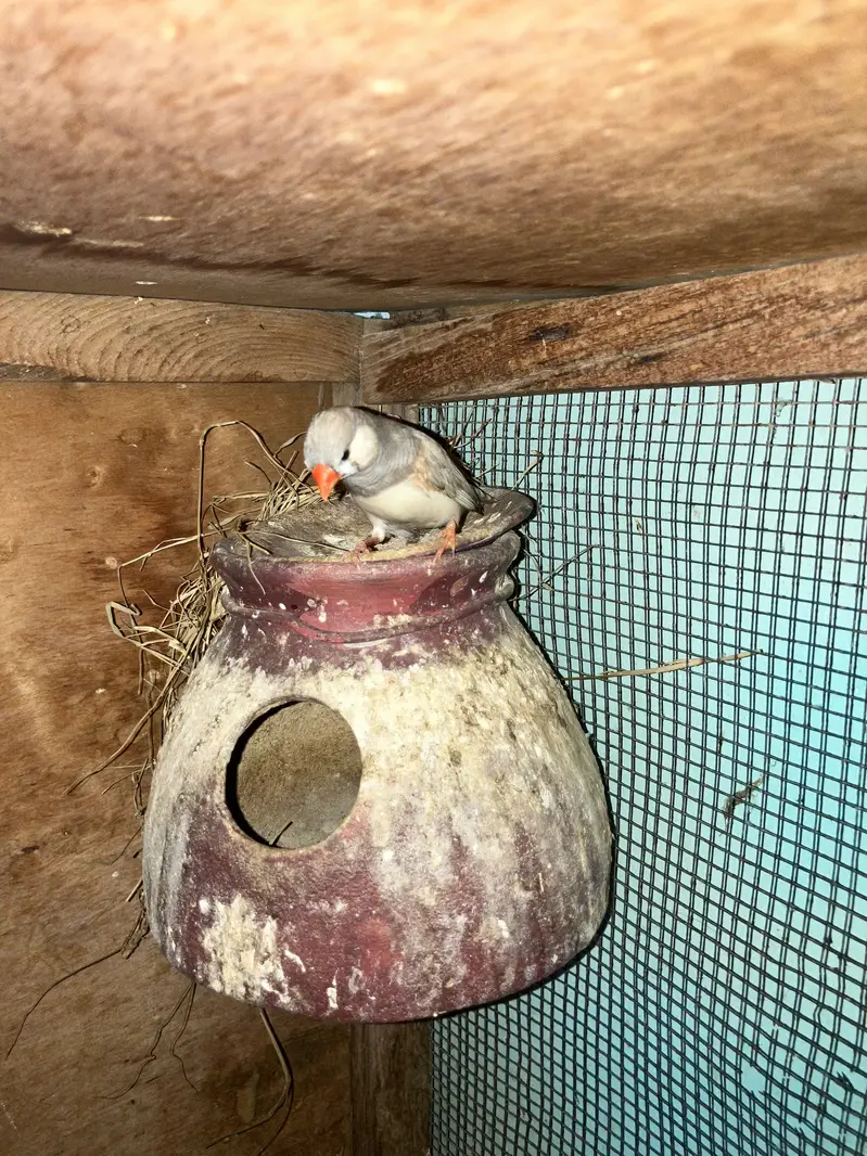 Zebra finch mutation pair — photo 4