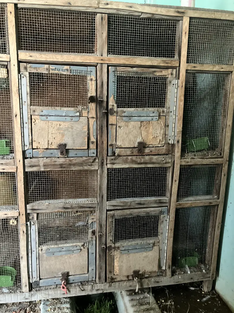 Zebra finch mutation pair — photo 5
