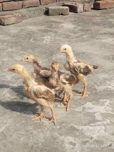 shamo chicks available