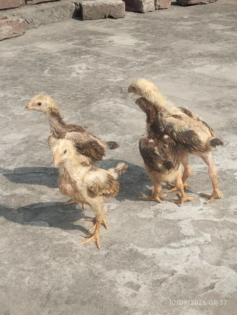 shamo chicks available — photo 2