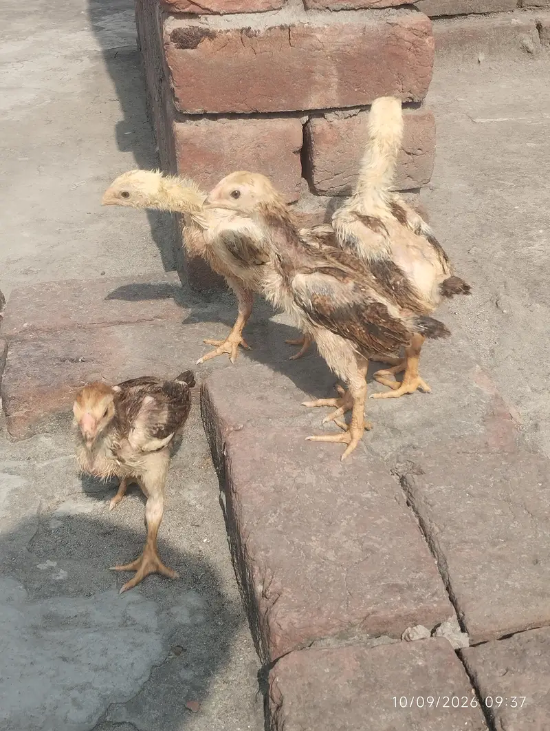shamo chicks available — photo 3