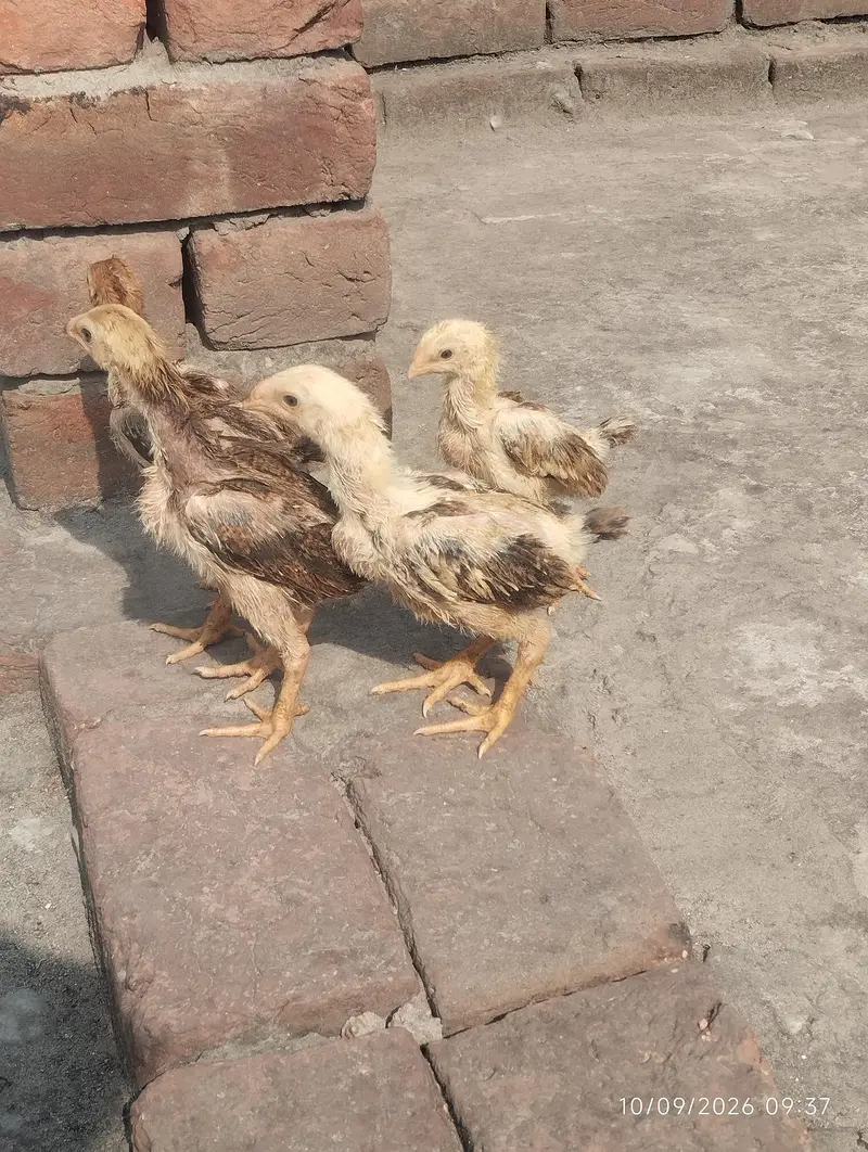 shamo chicks available — photo 4