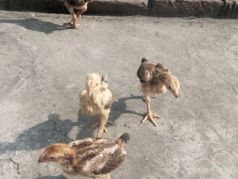 shamo chicks available — photo 5