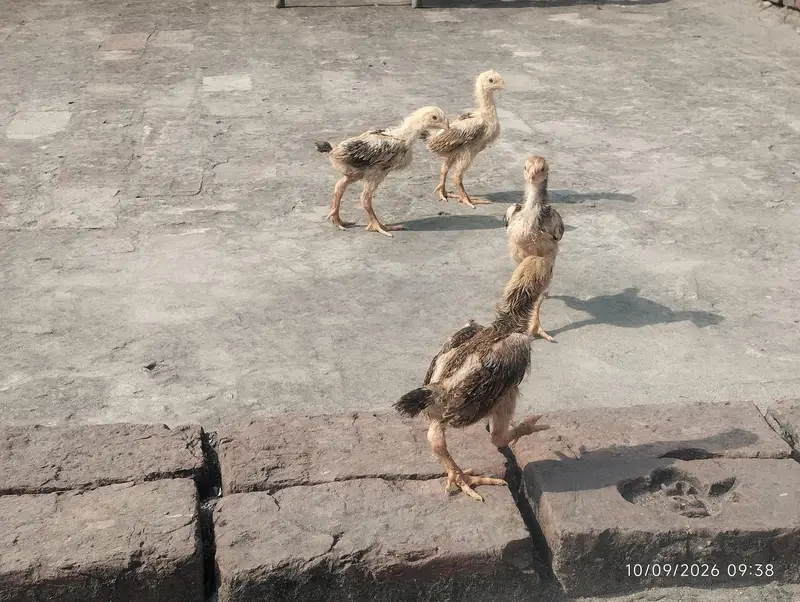 shamo chicks available — photo 6