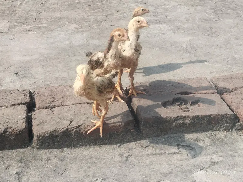 shamo chicks available — photo 7