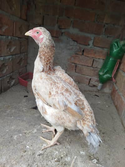 quality Aseel Hen 0303. . 8868142