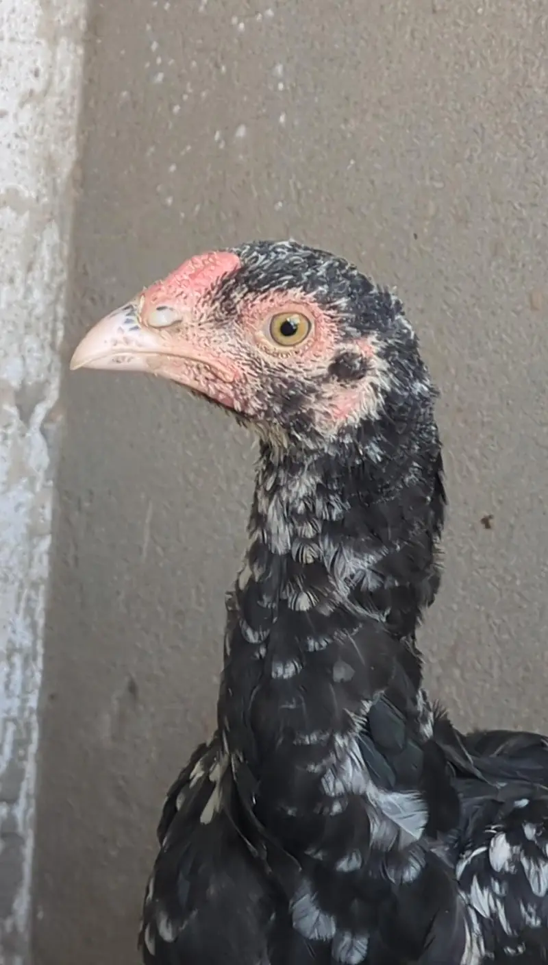 mianwali chicks| mianwali pathay pathiyan| aseel| Thai cross chicks — photo 2