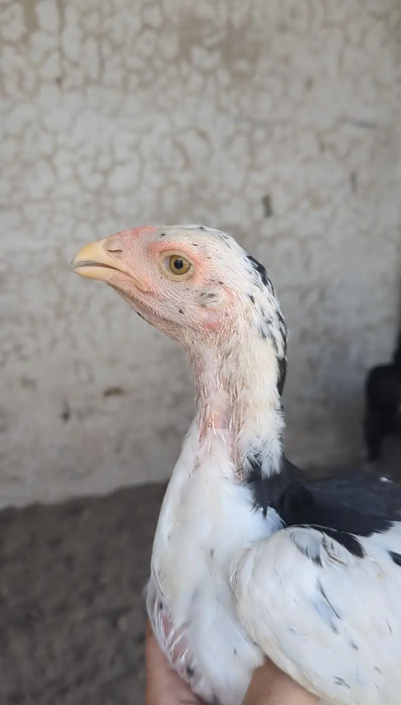 mianwali chicks| mianwali pathay pathiyan| aseel| Thai cross chicks — photo 3