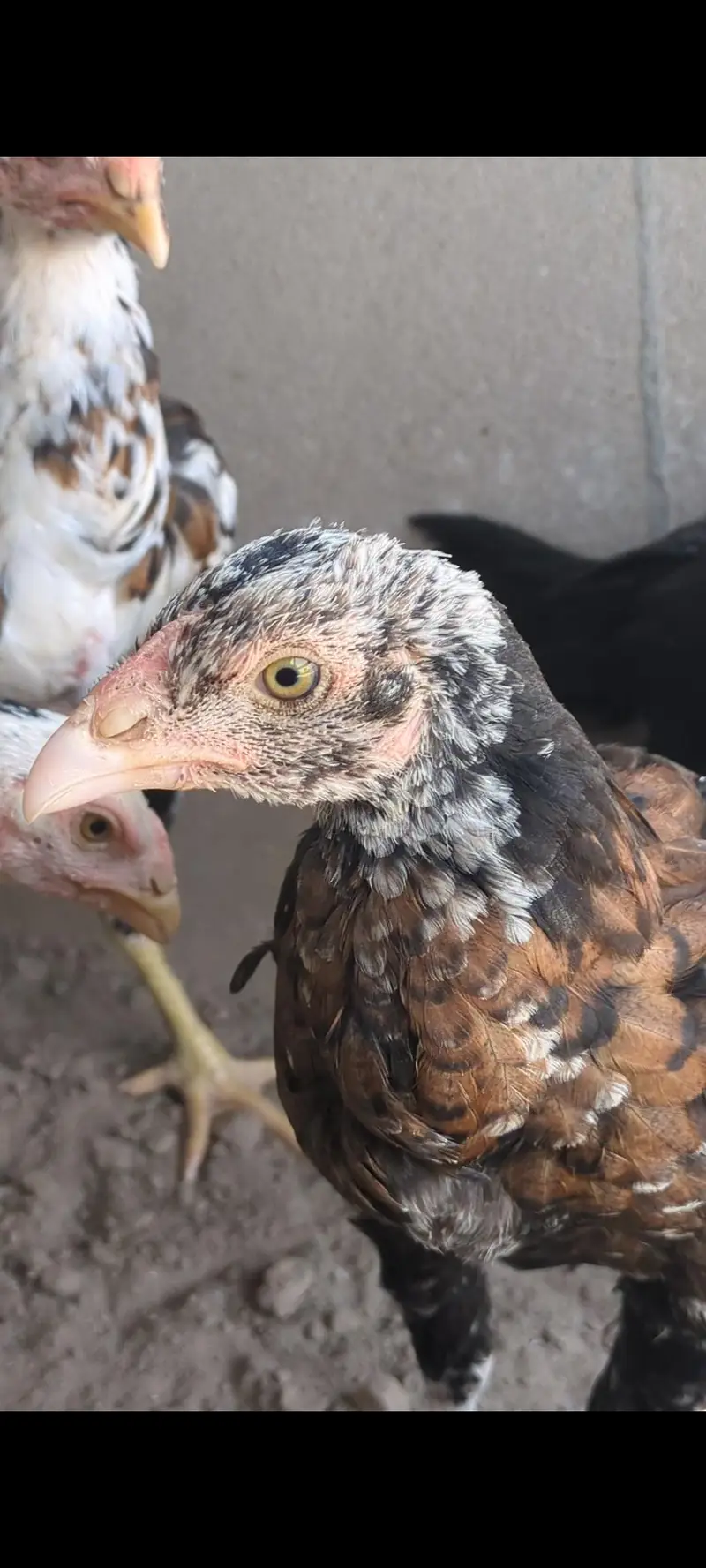 mianwali chicks| mianwali pathay pathiyan| aseel| Thai cross chicks — photo 4
