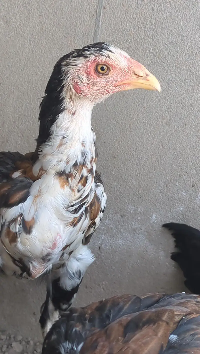 mianwali chicks| mianwali pathay pathiyan| aseel| Thai cross chicks — photo 5