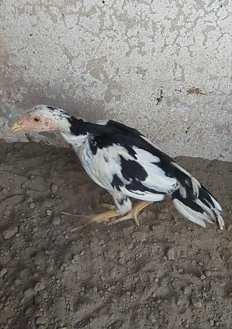 mianwali chicks| mianwali pathay pathiyan| aseel| Thai cross chicks — photo 6