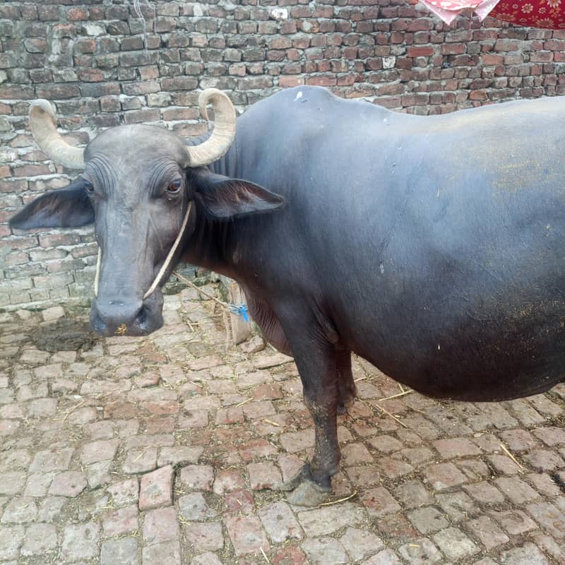 buffalo 0