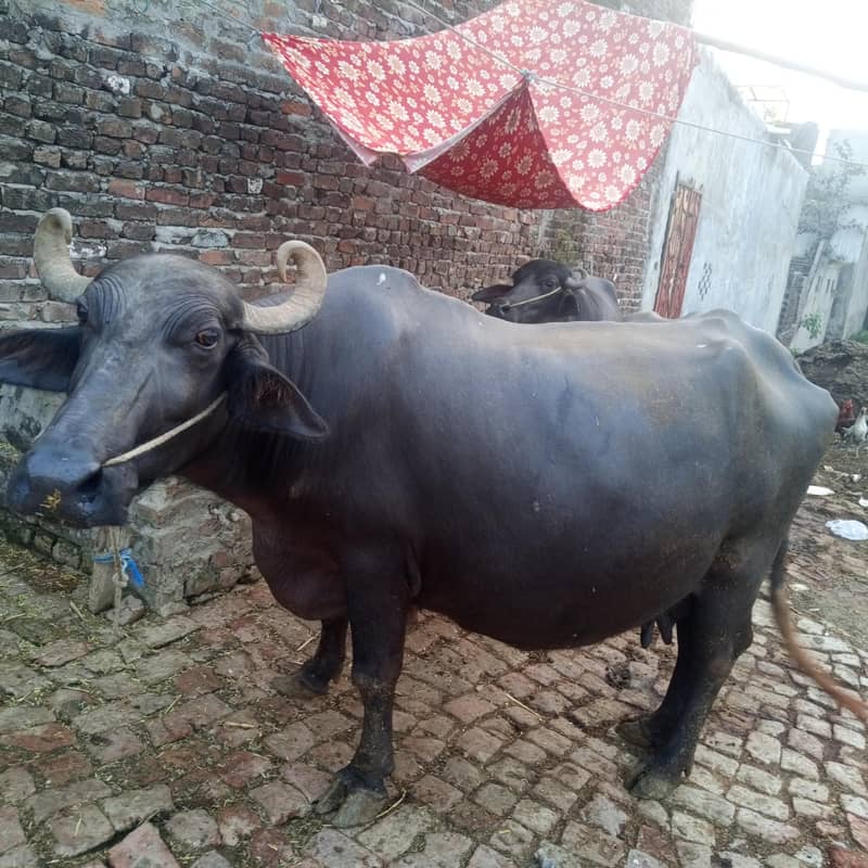 buffalo 1