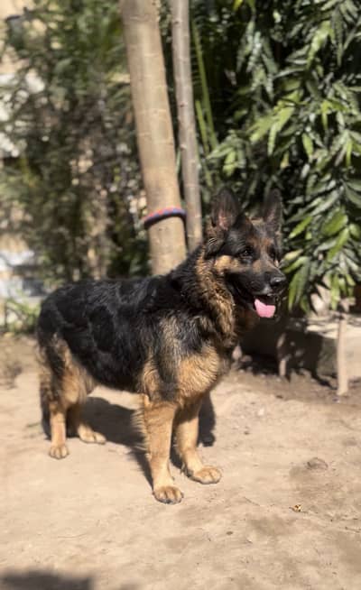 German Shepherd Breeder Female