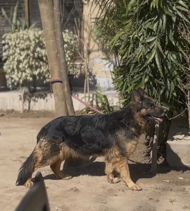 German Shepherd Breeder Female — photo 2