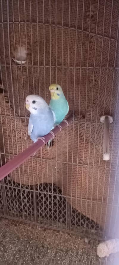 Rainbow Budgie 2 Pcs Female