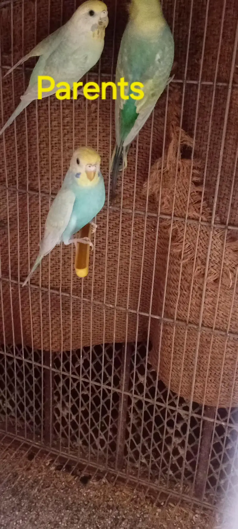 Rainbow Budgie 2 Pcs Female — photo 2