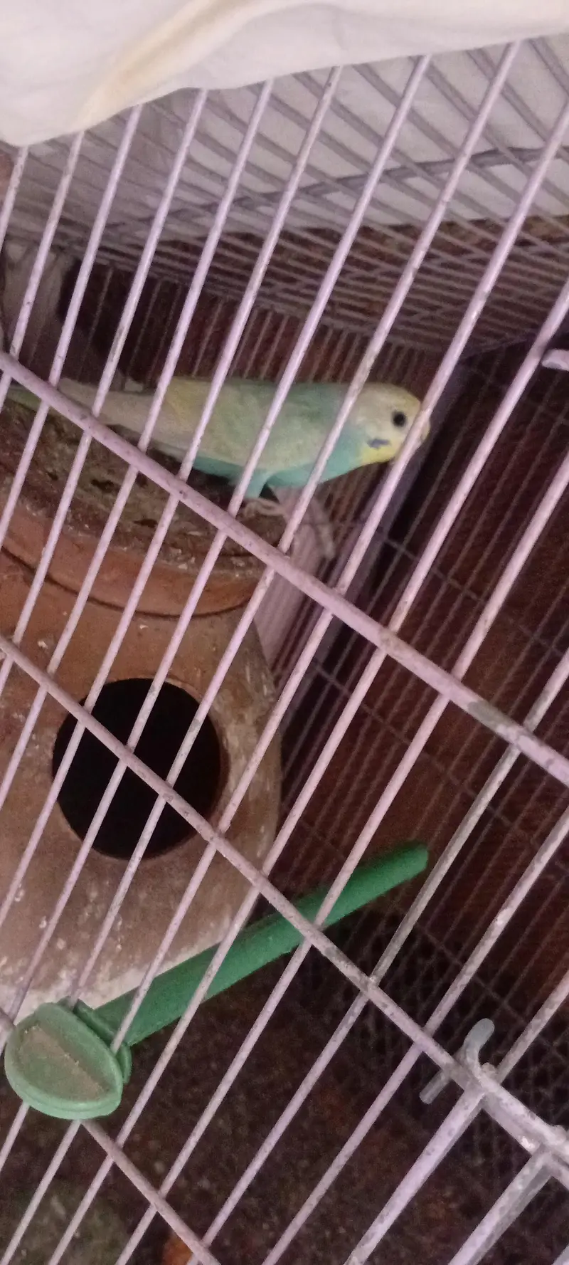 Rainbow Budgie 2 Pcs Female — photo 3