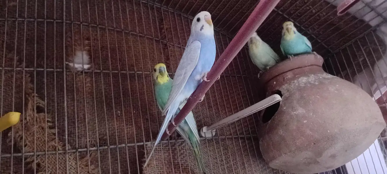 Rainbow Budgie 2 Pcs Female — photo 4