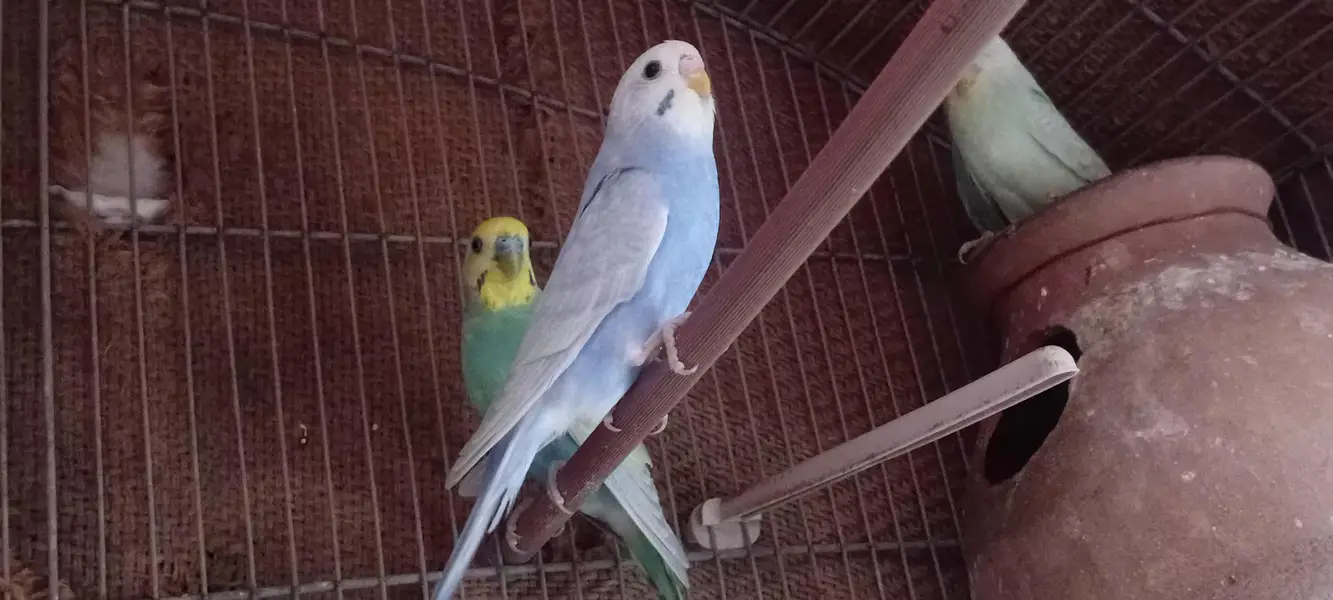 Rainbow Budgie 2 Pcs Female — photo 5