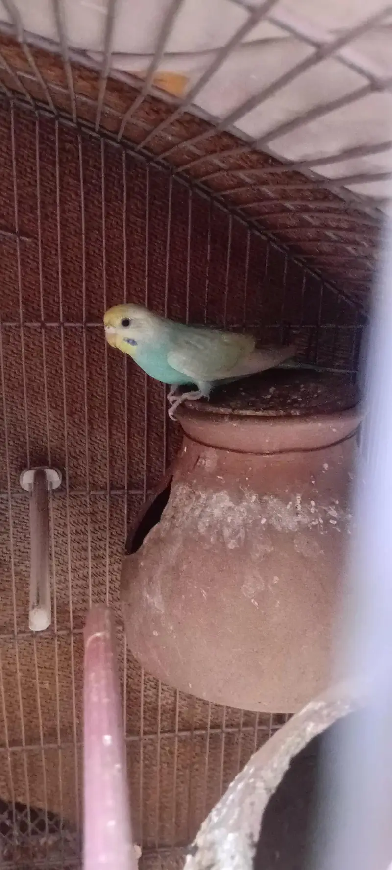 Rainbow Budgie 2 Pcs Female — photo 6