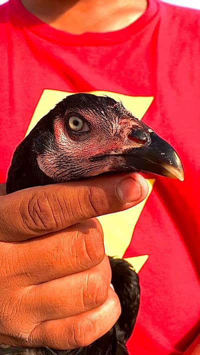 PURE BASHIR PURBANA BLOODLINE PATHI FOR SALE