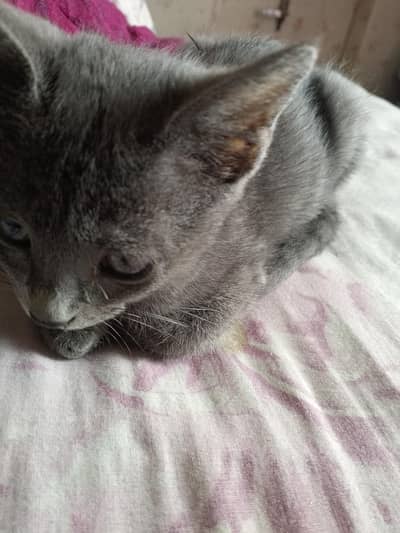Grey Russian Cat