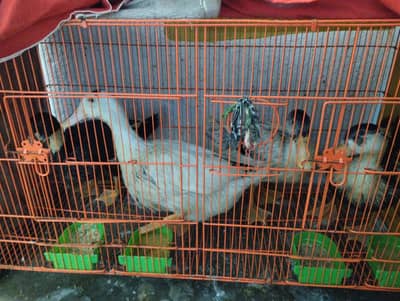 ducks for sale