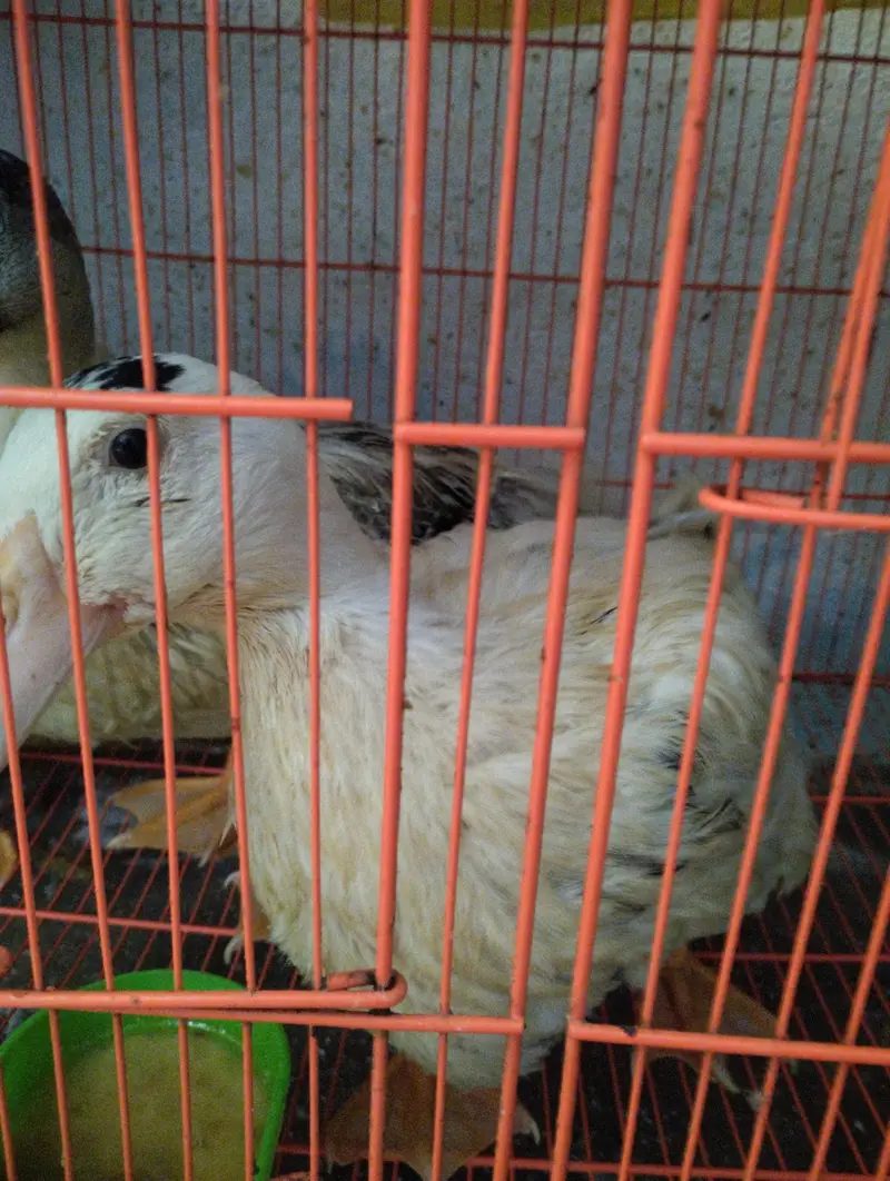 ducks for sale — photo 2