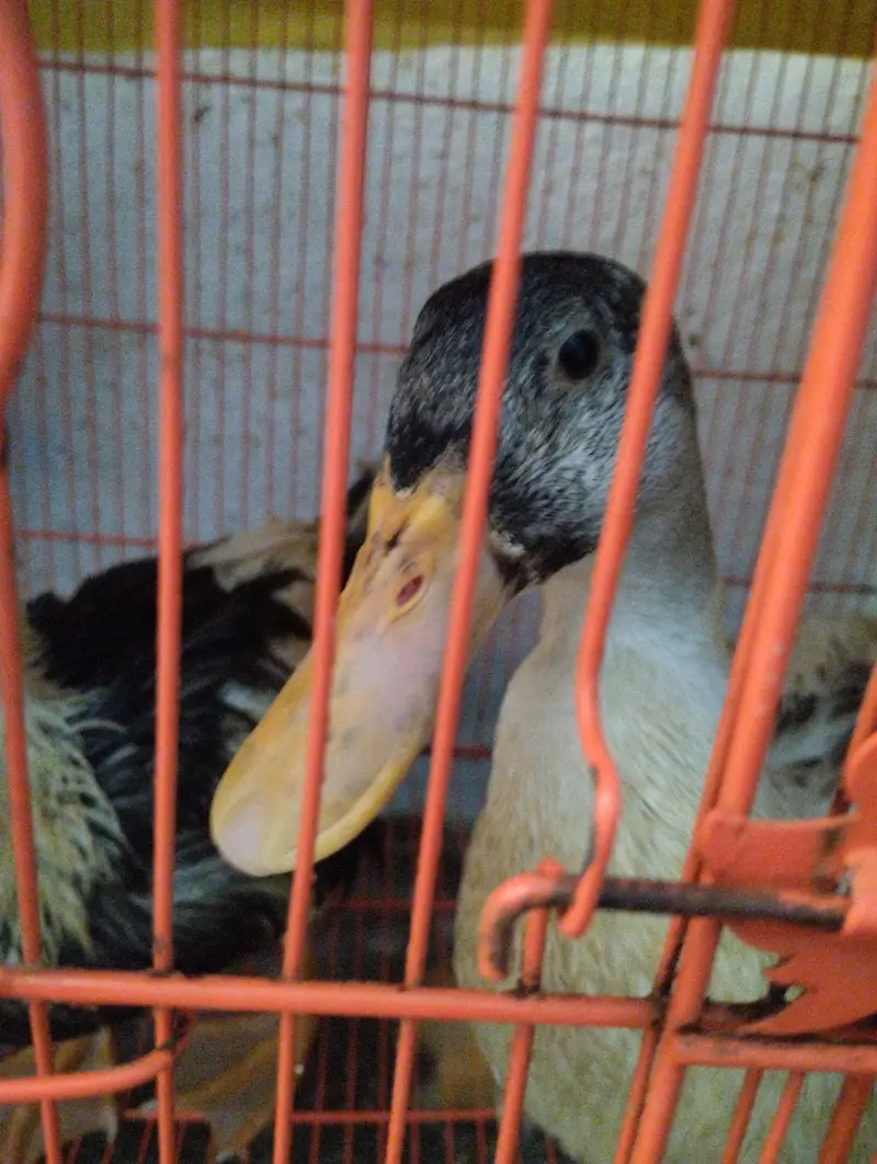 ducks for sale — photo 3