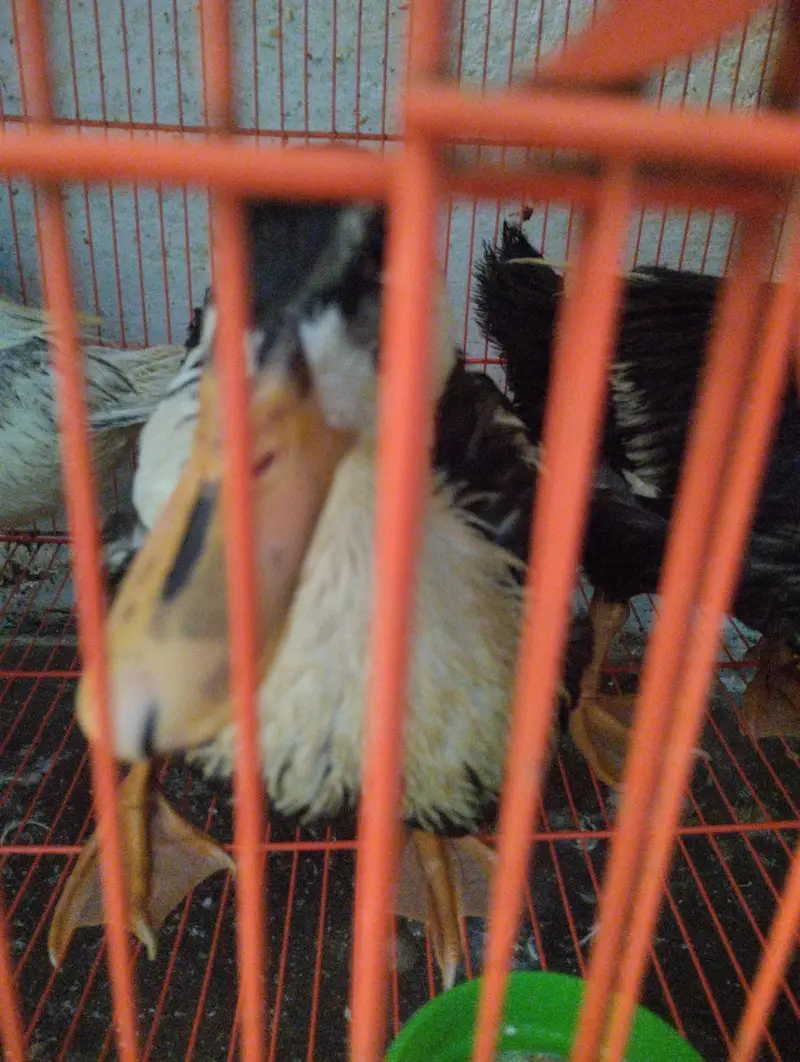 ducks for sale — photo 4