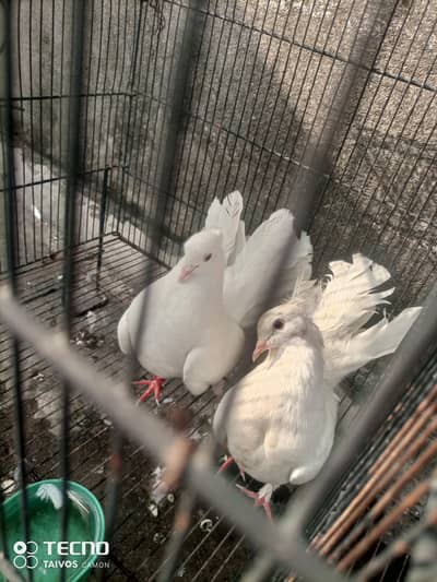 pair 1 pair lakkha white lakkha pure for sale