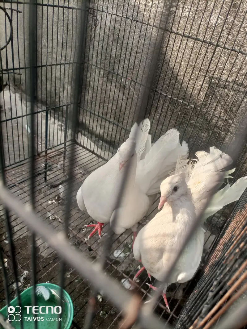 pair 1 pair lakkha white lakkha pure for sale — photo 2