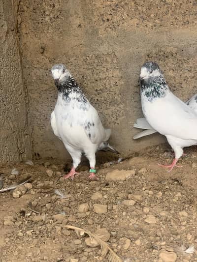 Ll breeder females topi tadi batary all females urgent sale
