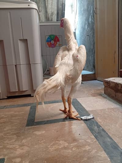 white shamo male