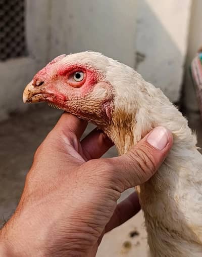 pure white blue eyes German Shamo hen