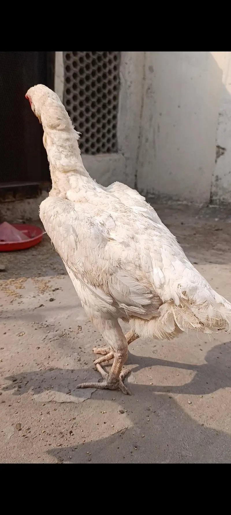 pure white blue eyes German Shamo hen — photo 2