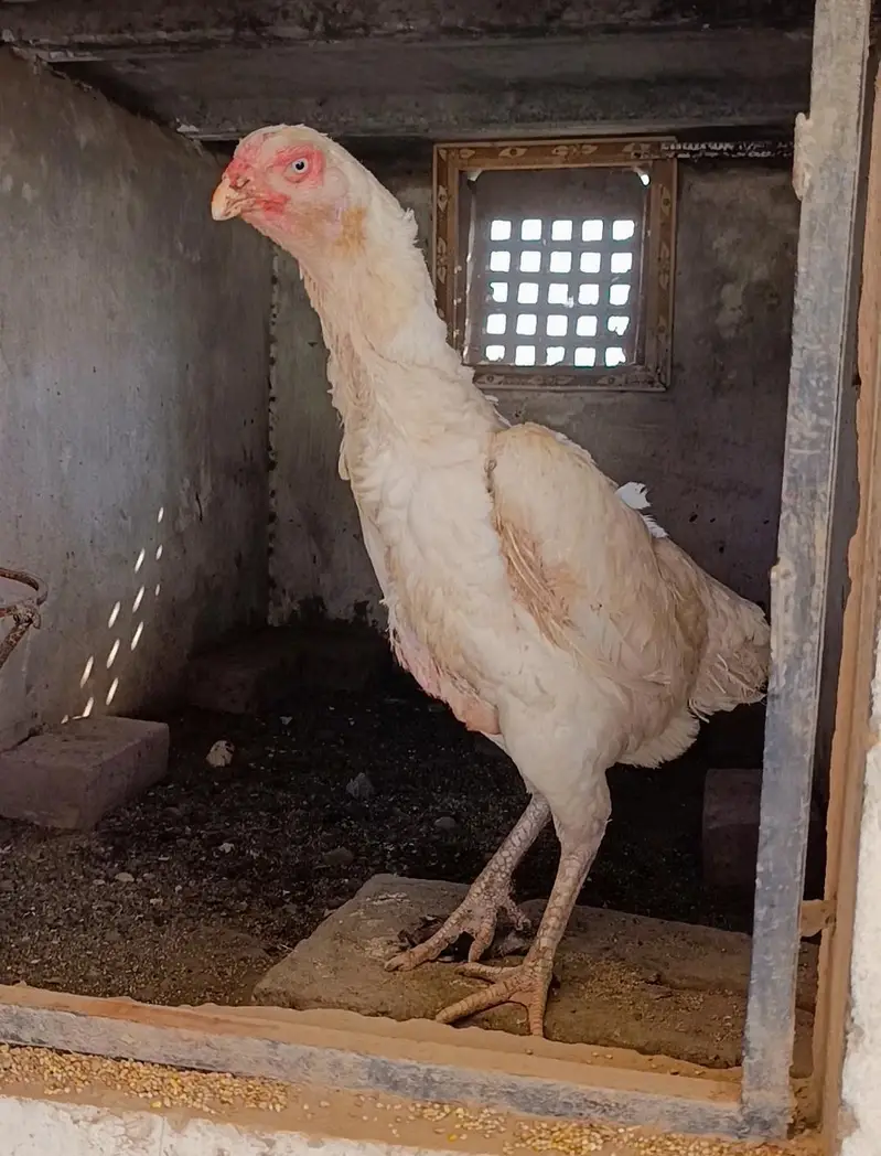 pure white blue eyes German Shamo hen — photo 3