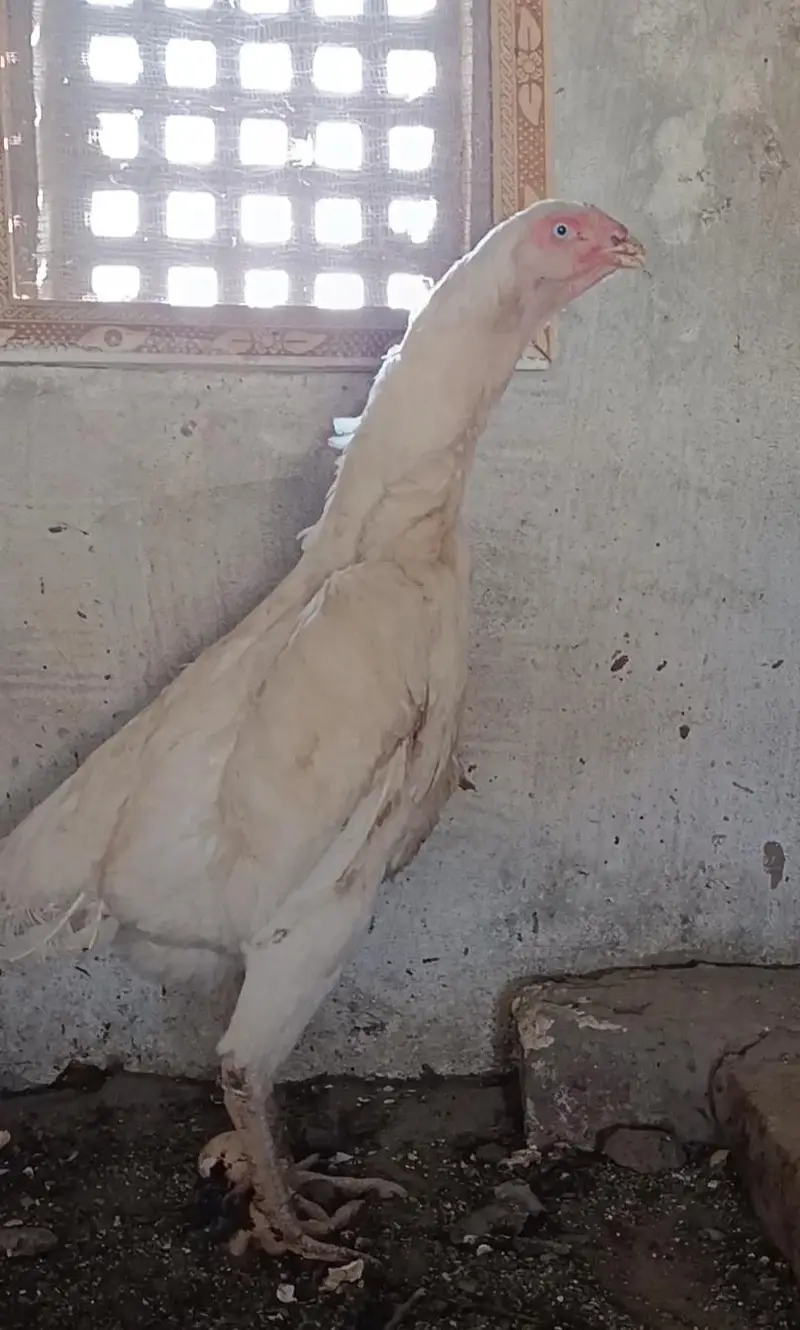 pure white blue eyes German Shamo hen — photo 4