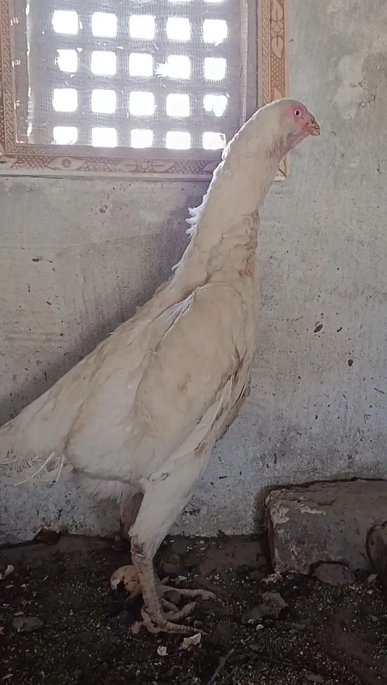 pure white blue eyes German Shamo hen — photo 5