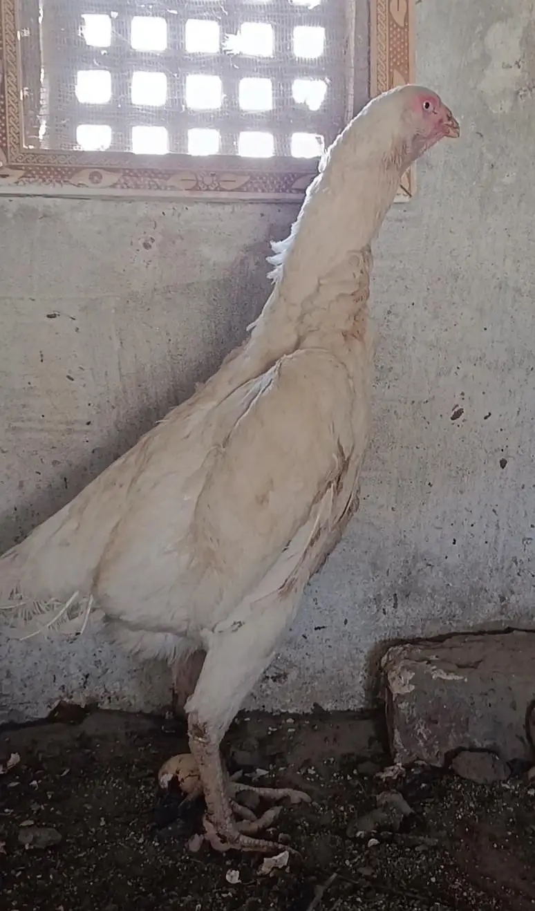 pure white blue eyes German Shamo hen — photo 6