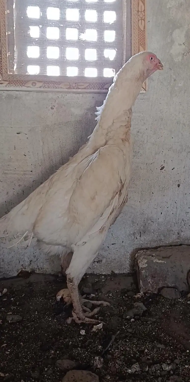 pure white blue eyes German Shamo hen — photo 7