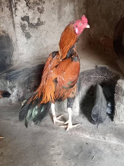 Aseel murga for sale