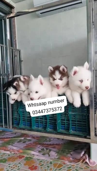 Siberian husky fore sale