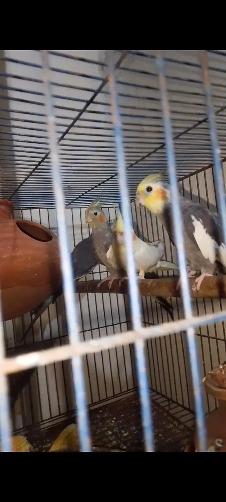cocktail pairs breeder for sale — photo 2