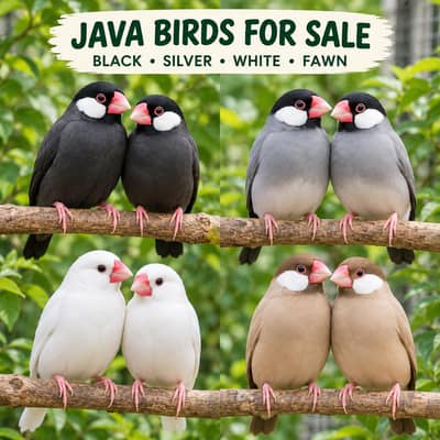 Java Birds Pair for Sale